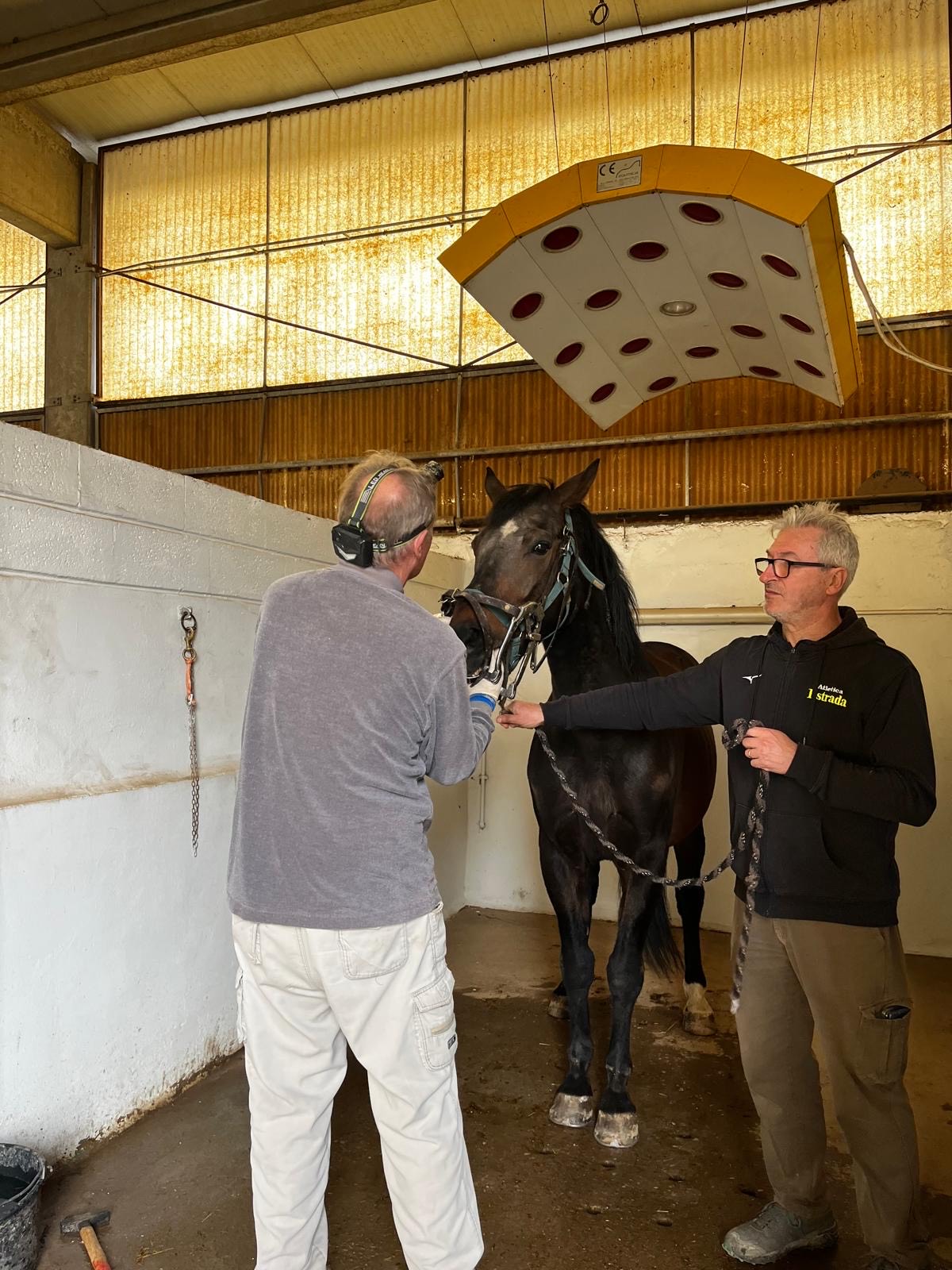 Assistenza veterinaria per cavalli