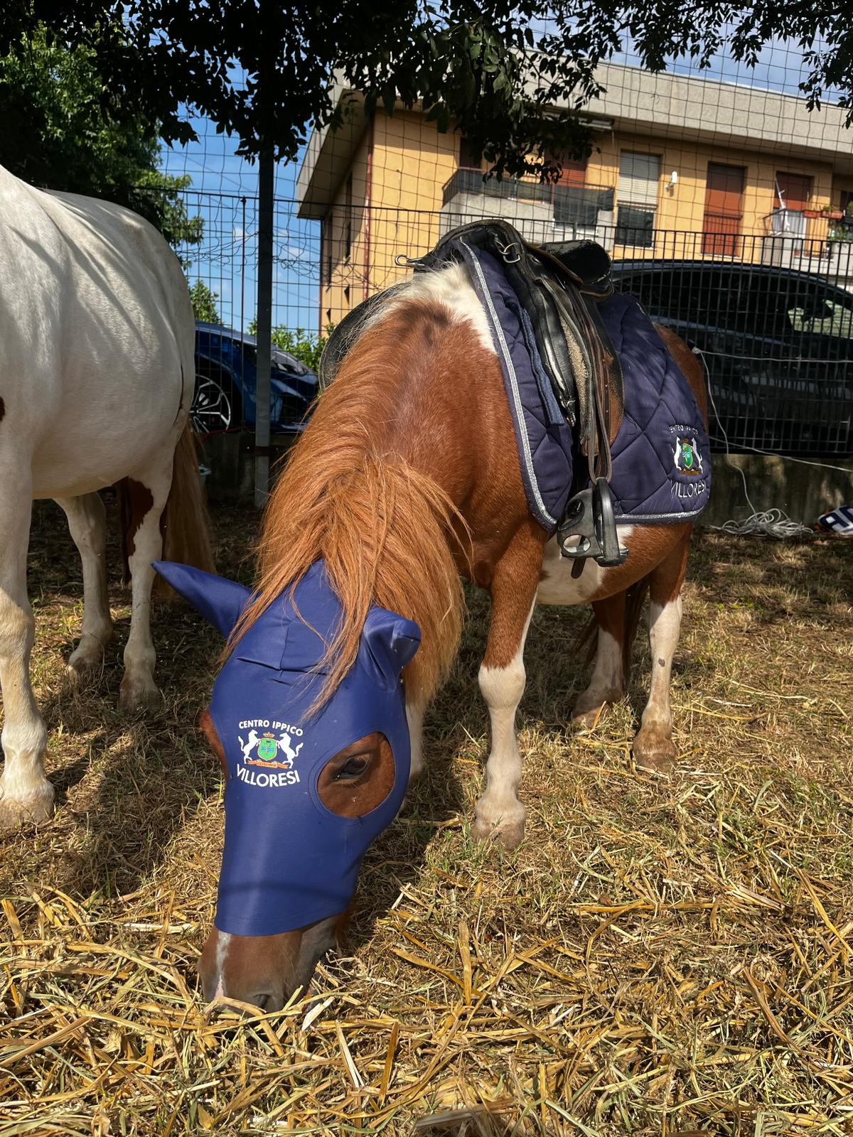 I nostri cavalli al pascolo con coperte