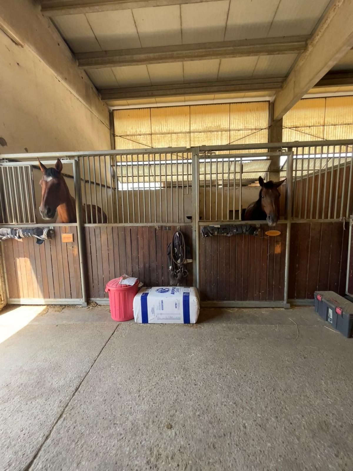 Box per pensione cavalli