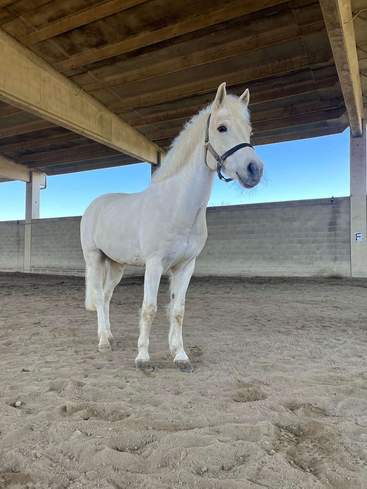 Pony per bambini